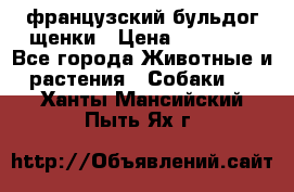французский бульдог щенки › Цена ­ 50 000 - Все города Животные и растения » Собаки   . Ханты-Мансийский,Пыть-Ях г.